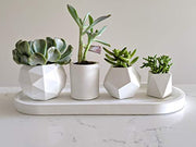 White concrete succulent planter set of 4 for houseplant
