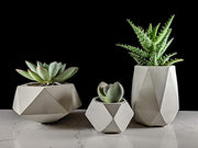 Geometric succulent planter set of 3 made of concrete for houseplants
